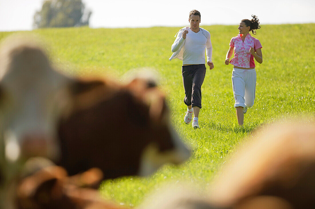 Young couple jogging, cattle in foreground