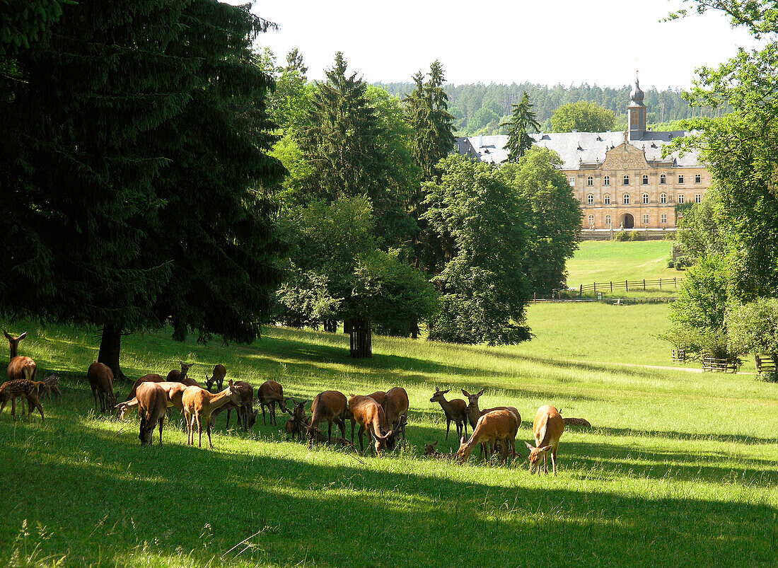 Deers grazing on a meadow, Deer Park and Tambach Palace, Franconia, Bavariy, Germany