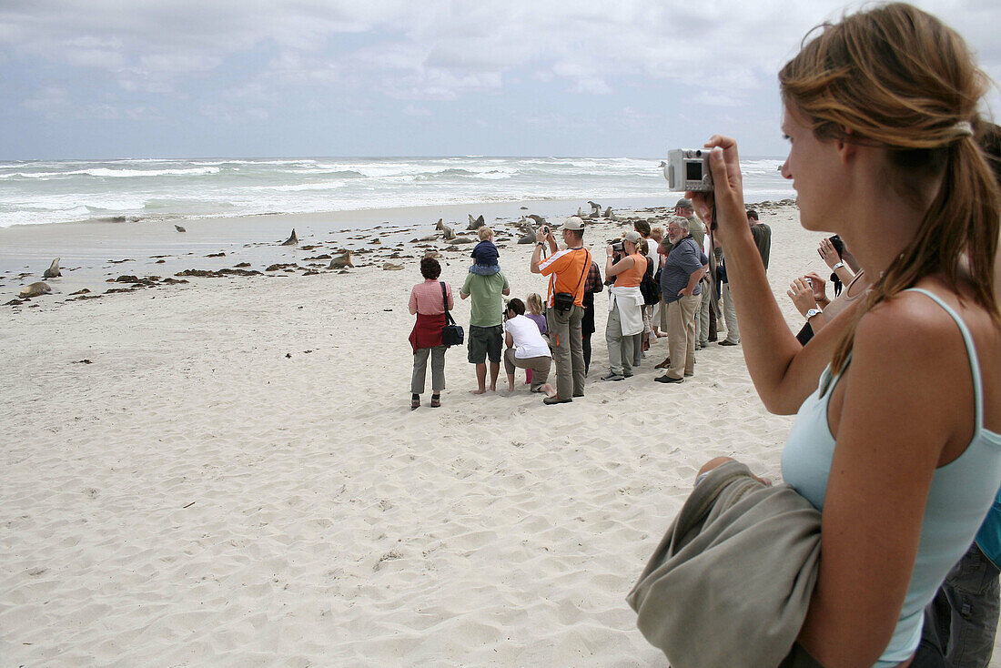 Tourists taking pictures of seals, Seal Bay Conservation Park, Kangaroo Island, South Australia