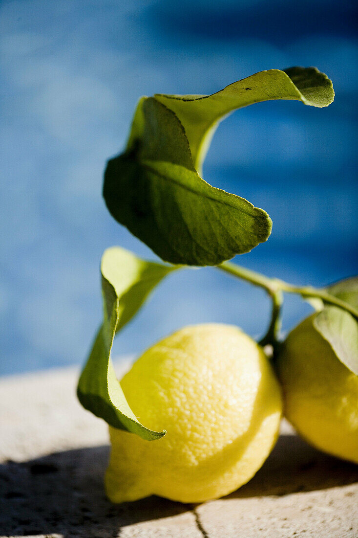 Aliment, Aliments, Citrus fruits, Close up, Close-up, Closeup, Color, Colour, Daytime, Exterior, Food, Foodstuff, Fruit, Fruits, Healthy, Healthy food, Leaf, Leaves, Lemon, Lemons, Nourishment, Outdoor, Outdoors, Outside, Plant, Plants, Still life, D37-52