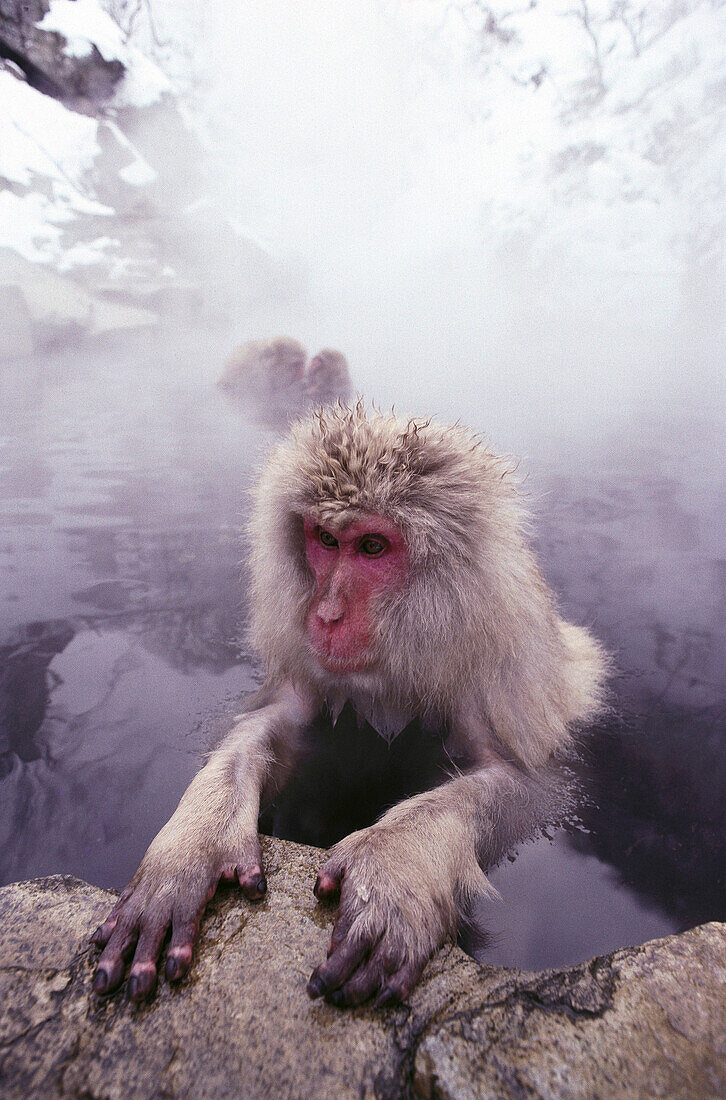 Japanese Macaque (Macaca fuscata). Shigakogen, Japan