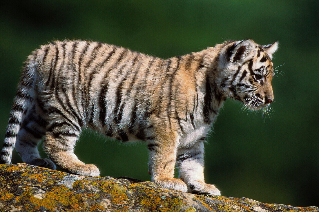 Tiger (Panthera tigris), cub