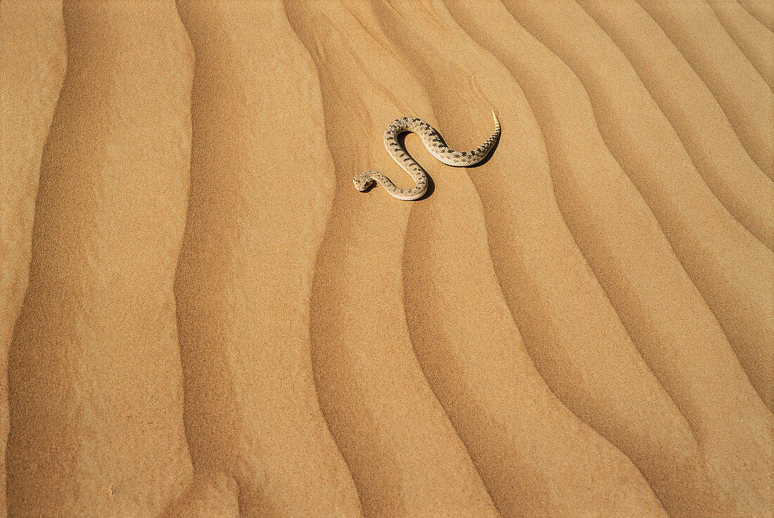 Desert Horned Viper (Cerastes cerastes)
