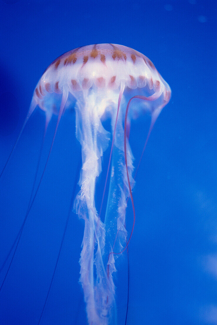 Purple-striped Jellyfish (Pelagia colorata). Monterey aquarium, USA