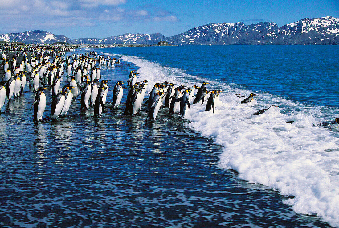 King Penguin (Aptenodytes patagonica). South Georgia islands, Antarctica