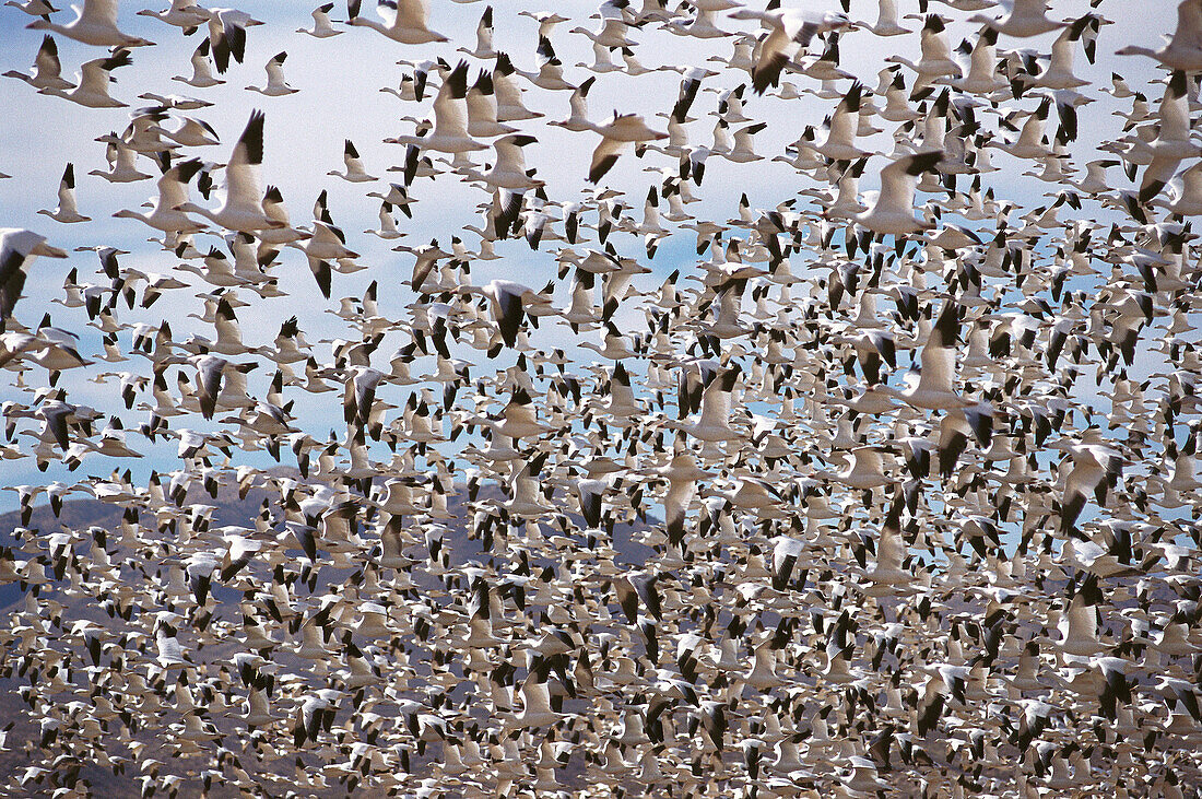 Snow Geese (Chen caerulescens). New Mexico, USA