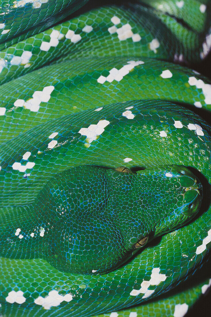 Green tree python (Morelia viridis)