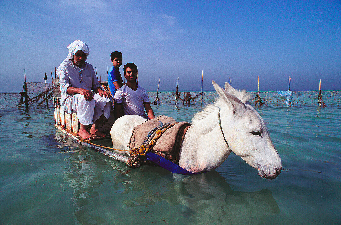 Fishermen and transport at traditional 'hadra' fishing trap. Bahrain