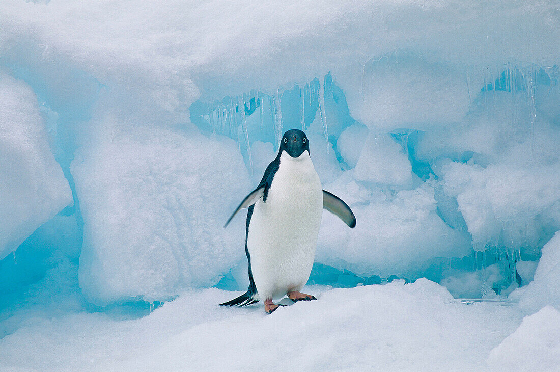 Adelie Penguin (Pygoscelis adeliae). Antarctica