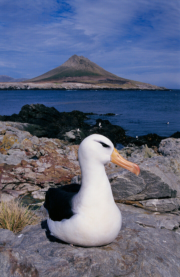 Black-browed Albatross (Diomedea melanophris). Jason Island, Falkland Islands, UK