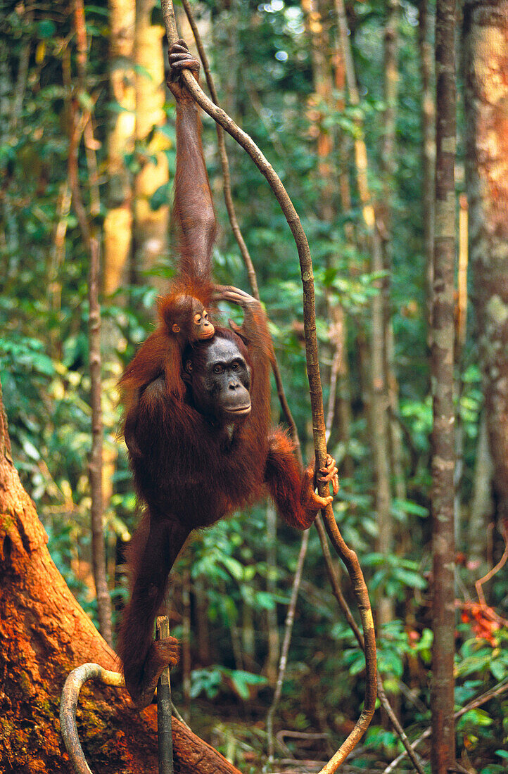Bornean Orangutan (Pongo pygmaeus), adult and young in tree. Borneo