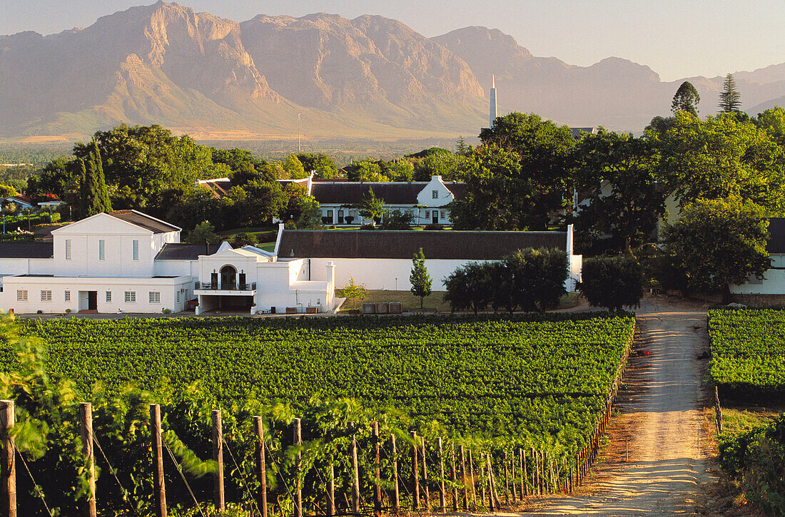 Vineyards of Labourine wine estate, Paarl, Cape Winelands. Western Cape Province, South Africa