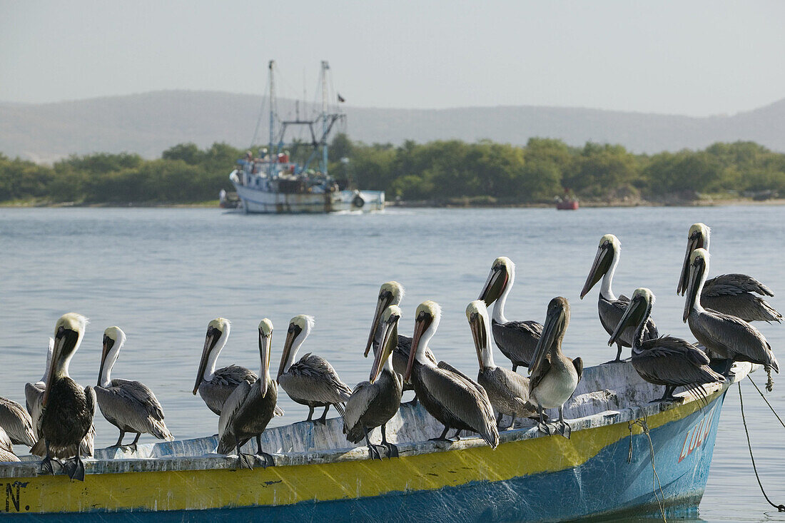 MEXICO-Sinaloa State-Mazatlan: Mazatlan Fishing Port- Pelicans