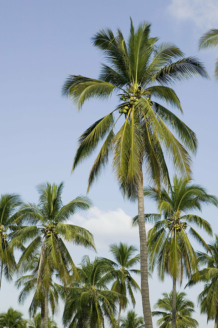 MEXICO-Pacific Coast-JALISCO-Barra de Navidad: Palm Trees Along Coast Road