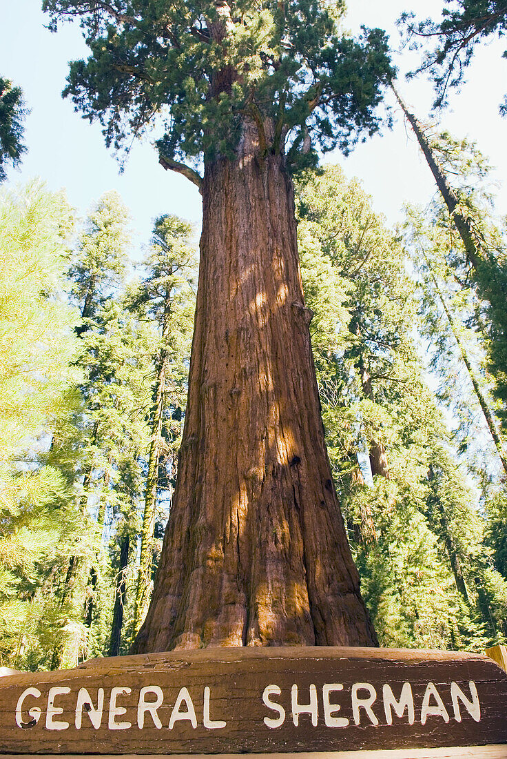 General Sherman tree, largest living tree in the world: size is calculated by the volume inside the tree. Sequoias are wider than coastal Redwoods, but do not tend to  grow as tall. California, USA