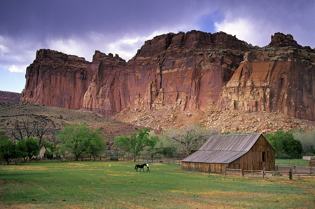Barn and red cliffs in the Fruita Historic Distrcit, Capitol Reef National Park, Utah, USA