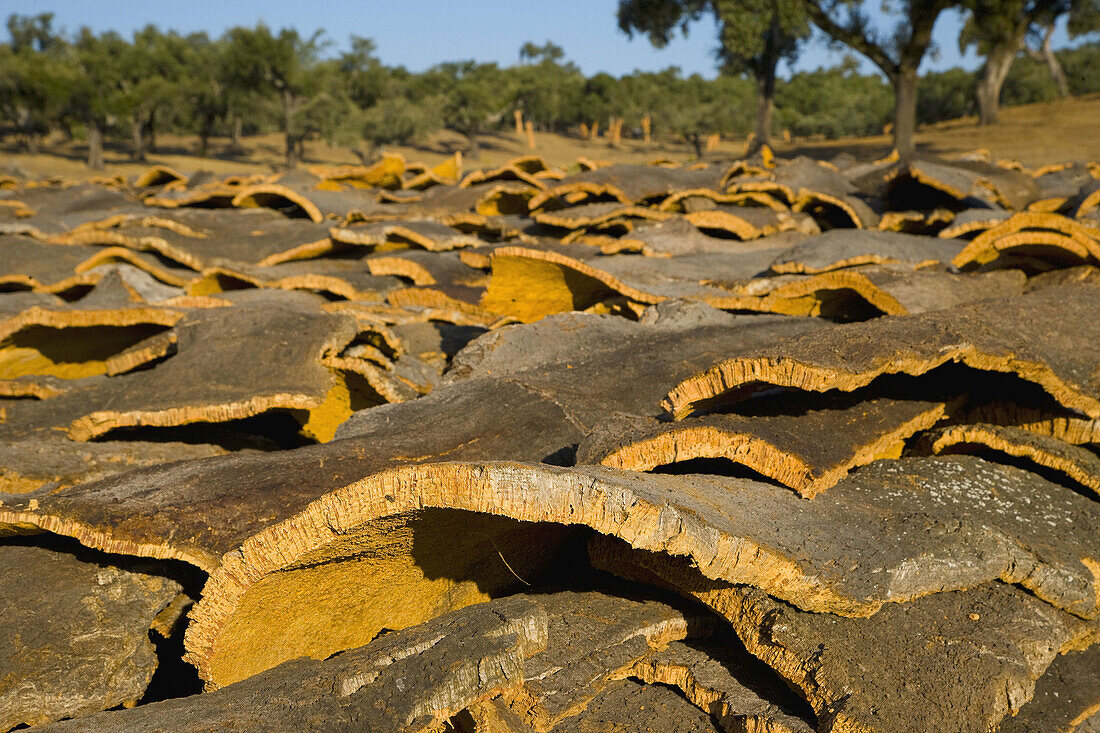 Harvesting cork. Badajoz, Extremadura, Spain.