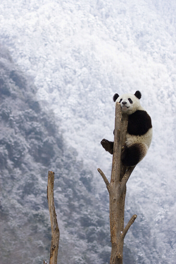 Giant Panda (Ailuropoda melanoleuca). China.