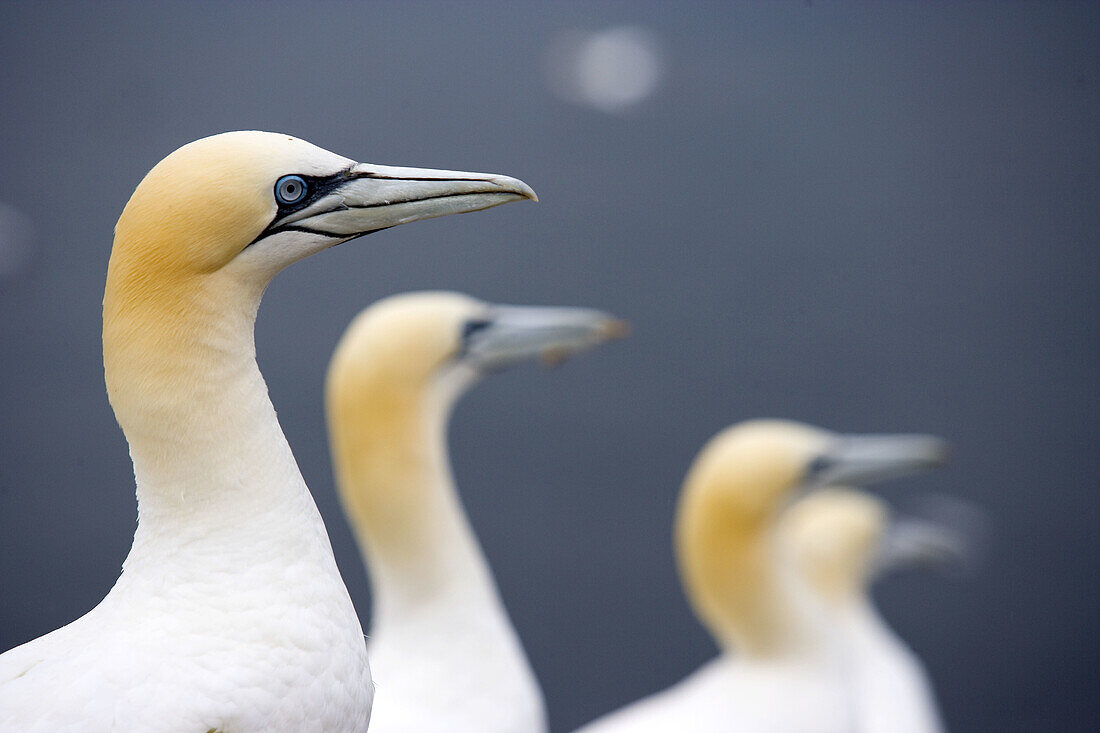 Gannet (Morus bassanus). Bass Rock, Scotland. UK.