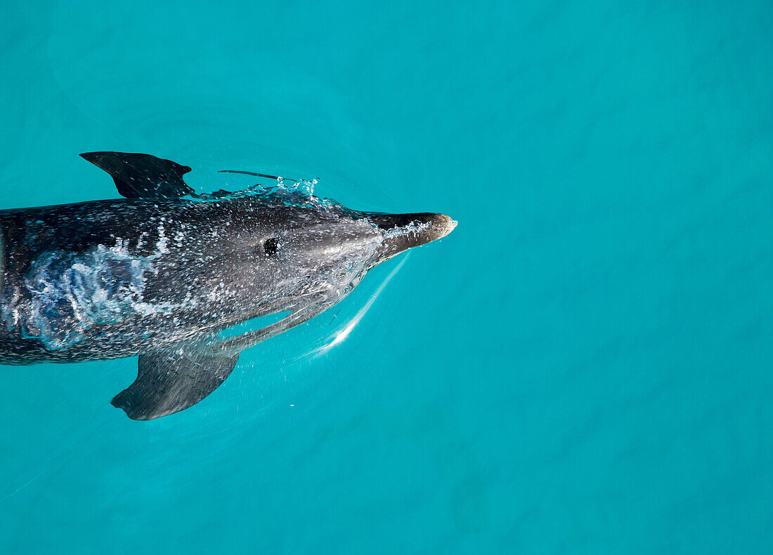 Atlantic Spotted Dolphins (Stenella frontalis). Bahamas.