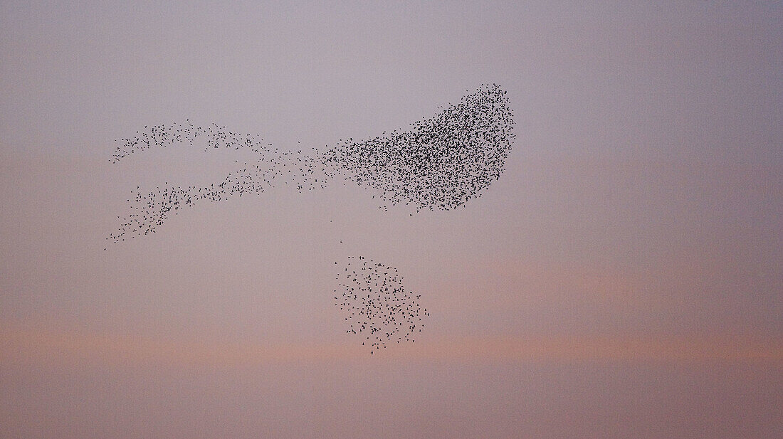 Reserva de la Laguna de Pitillas. Starlings (Sturnus vulgaris). Navarra. Spain.