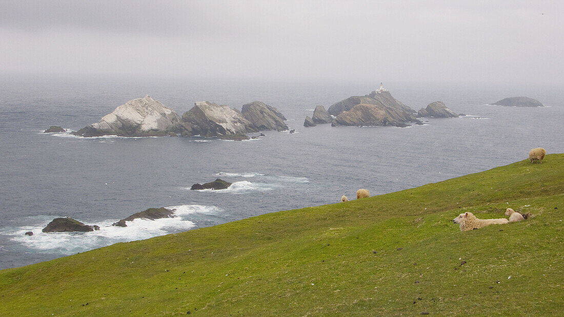 Cliffs of Hermaness National Nature Reserve. Shetland Islands. Scotland. UK.