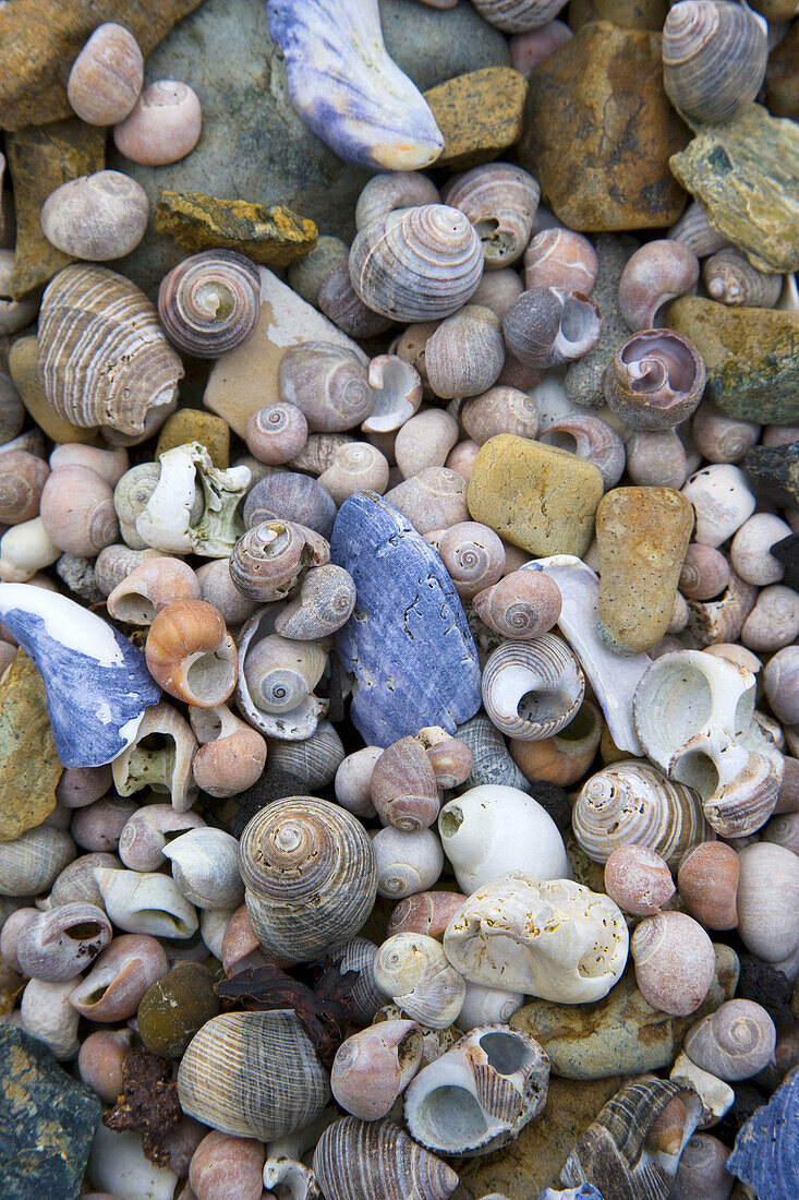 Shells. Shetland Islands. Scotland. UK