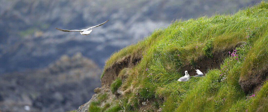 Fulmar ( Fulmarus glacialis). Scotland. UK.