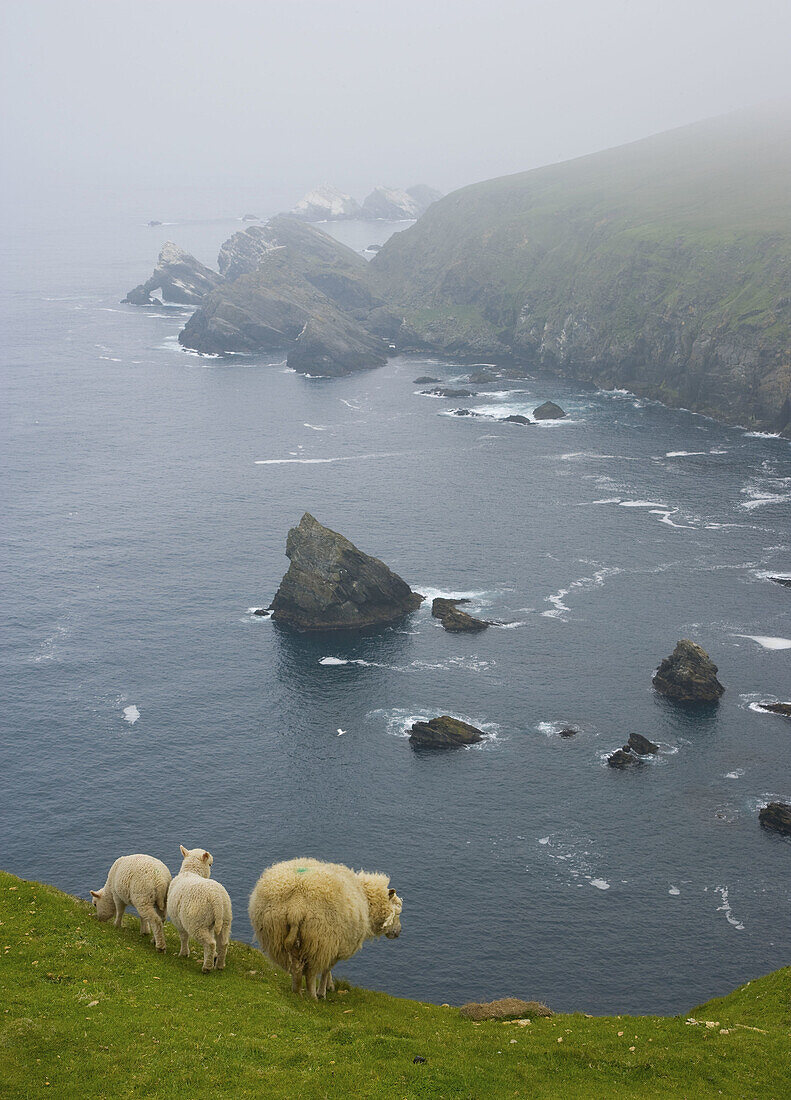 Cliffs of Hermaness National Nature Reserve. Unst Island, Shetland Islands. Scotland. UK.