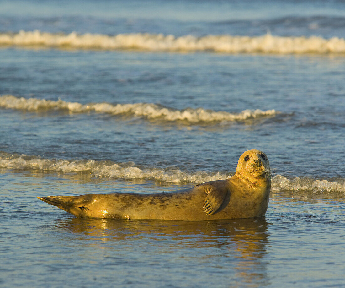 Grey Seal (Halichoerus grypus). Donna Nook National Nature Reserve, England. UK