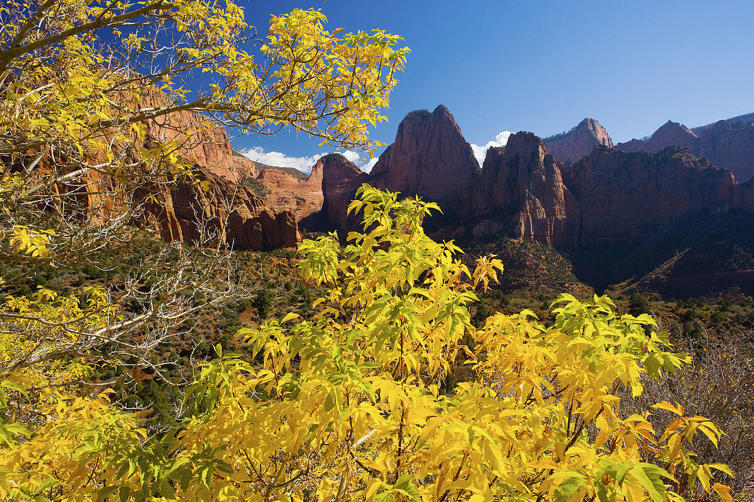 Kolob Canyon in autumn, Zion National Park. Utah, USA