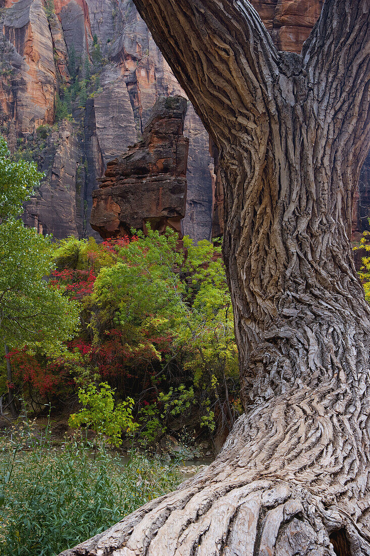 Zion National Park. Utah, USA