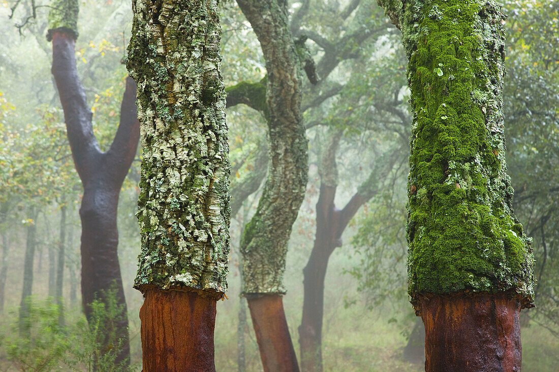 Los Alcornocales Natural Park. Cadiz province, Andalucia, Spain