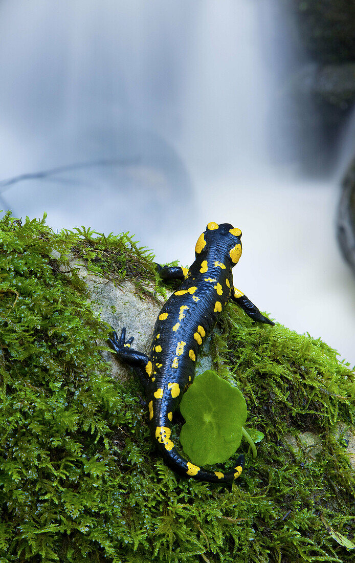 Fire Salamander (Salamandra salamandra longirostris) in Los Alcornocales Natural Park. Cadiz province, Andalucia, Spain