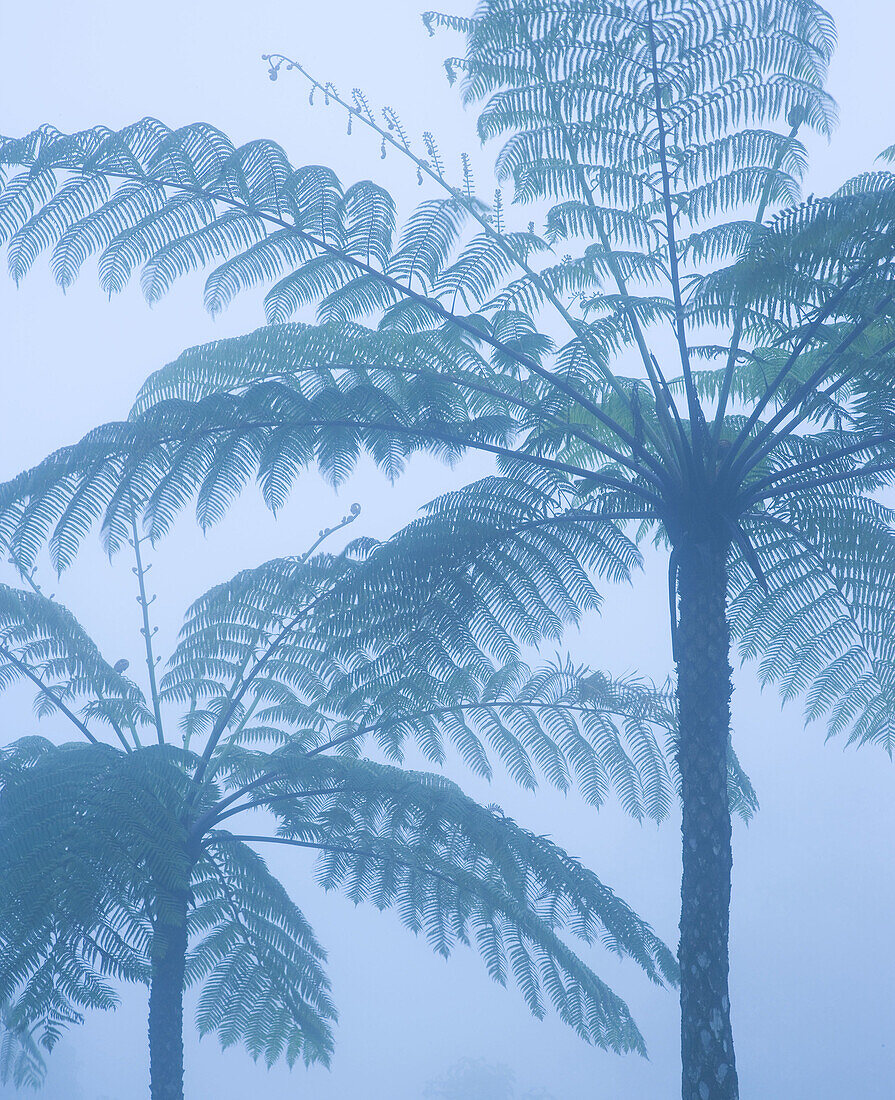 Ferns in Kinabalu National Park. Sabah, Borneo, Malaysia