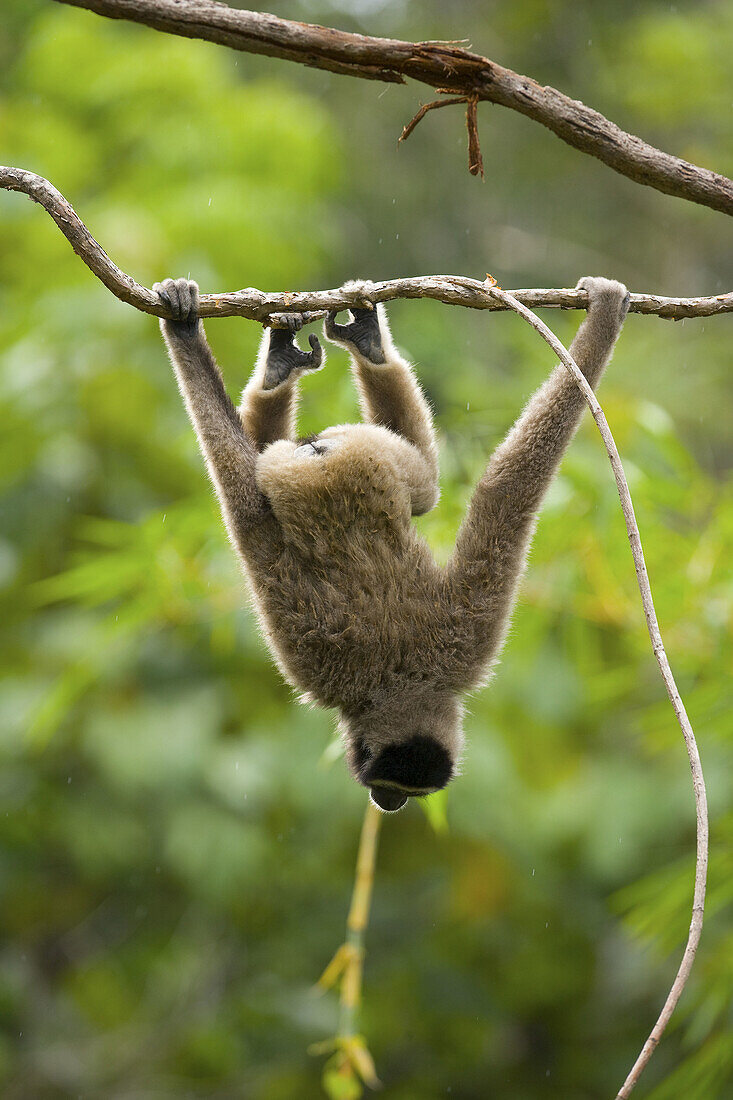 Malaysia, Borneo Island. Borneo Gibbon (Hylobates muelleri)