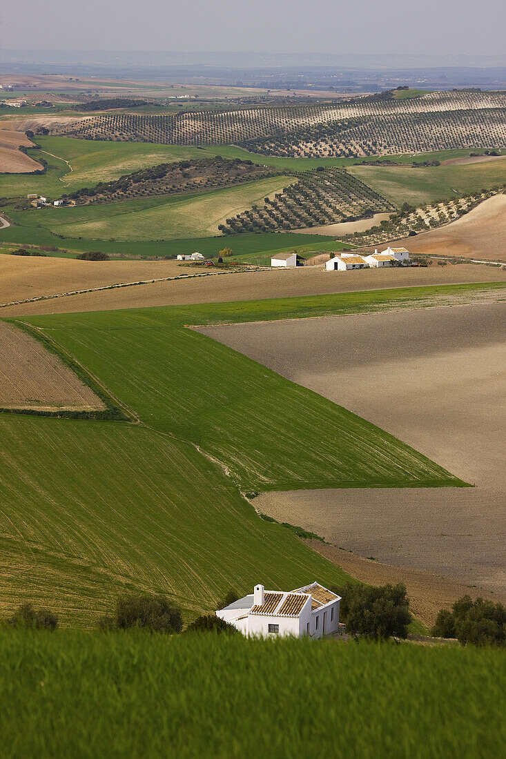 Campiña' landscape. Córdoba province. Andalucia. Spain.