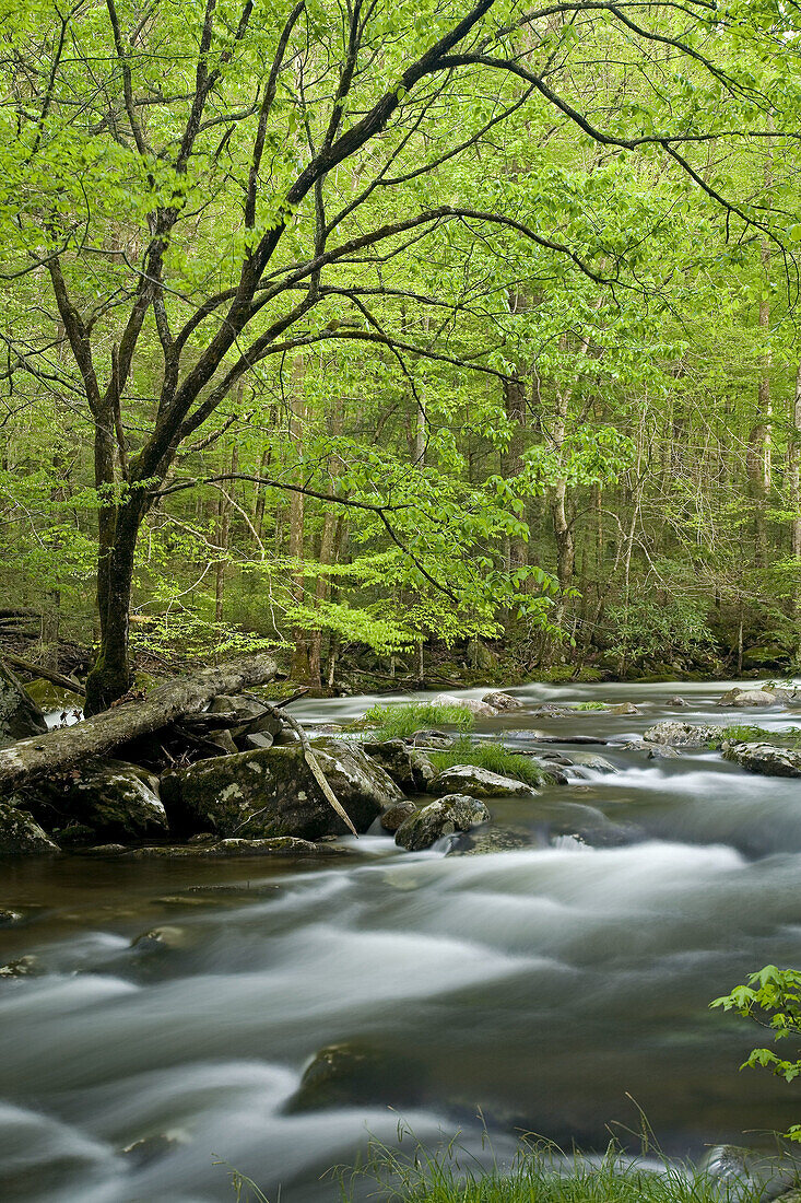 Middle Prong, Little River, Tremont, Great Smoky Mtns Nat  Park, TN