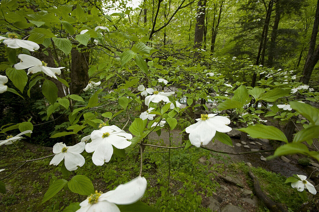 Dogwood, Newfound Gap Rd, Great Smoky Mountains National Park, Tennessee, USA