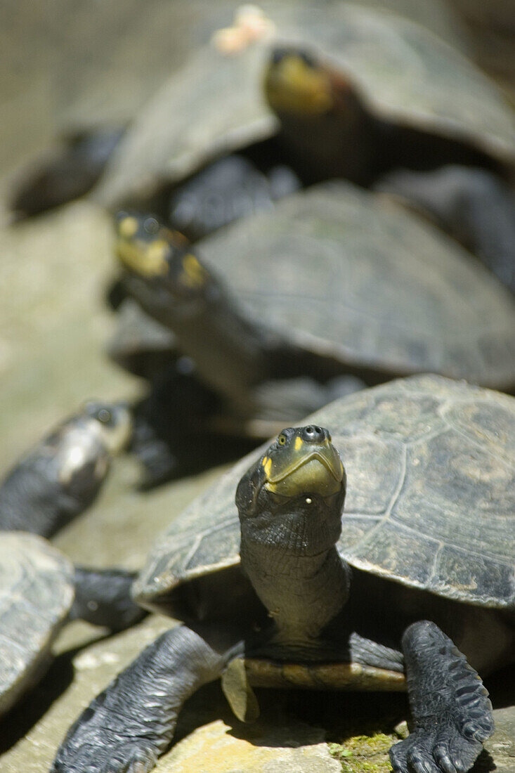 Yellow-spotted amazon river turtles, Podocnemis unifilis, resting in the sun, Manaus, Amazonas, Brazil