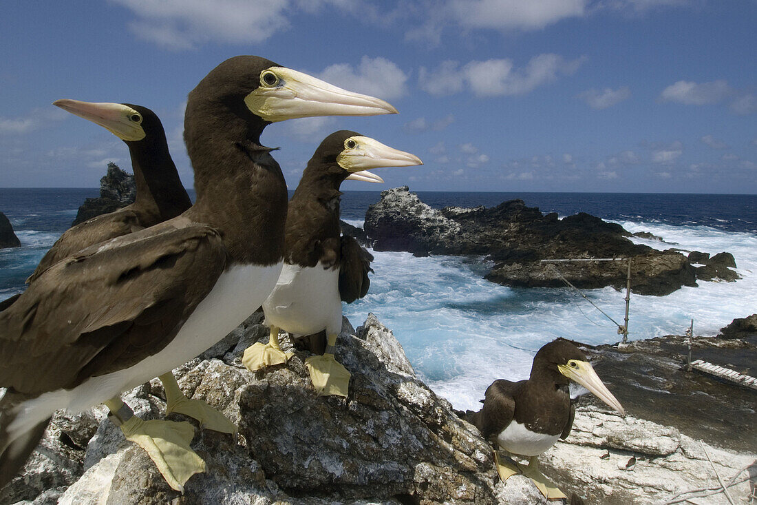 Brown boobies, Sula leucogaster, and bay, St. Peter and St. Paul's rocks, Brazil, Atlantic Ocean