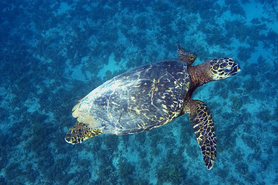 Green sea turtle, Chelonia mydas, swimming near surface, Fernando de Noronha, Pernambuco, Brazil