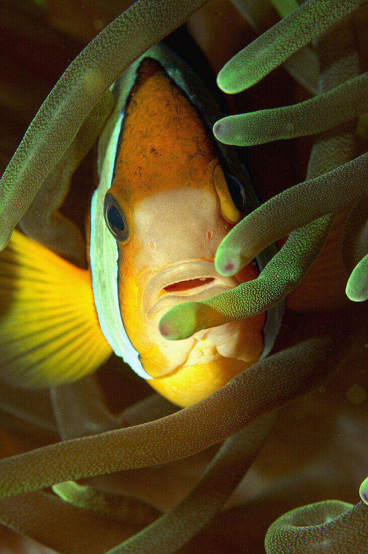 Clark's anemone fish ( Amphirion clarkii) in Heteractis sea anemone. Komodo National Park.