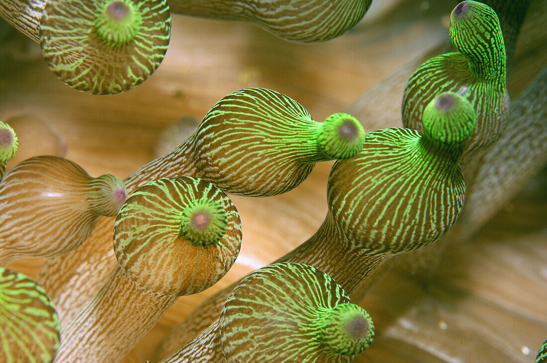 Close up of the ends of the tentacles of a teat sea anenome