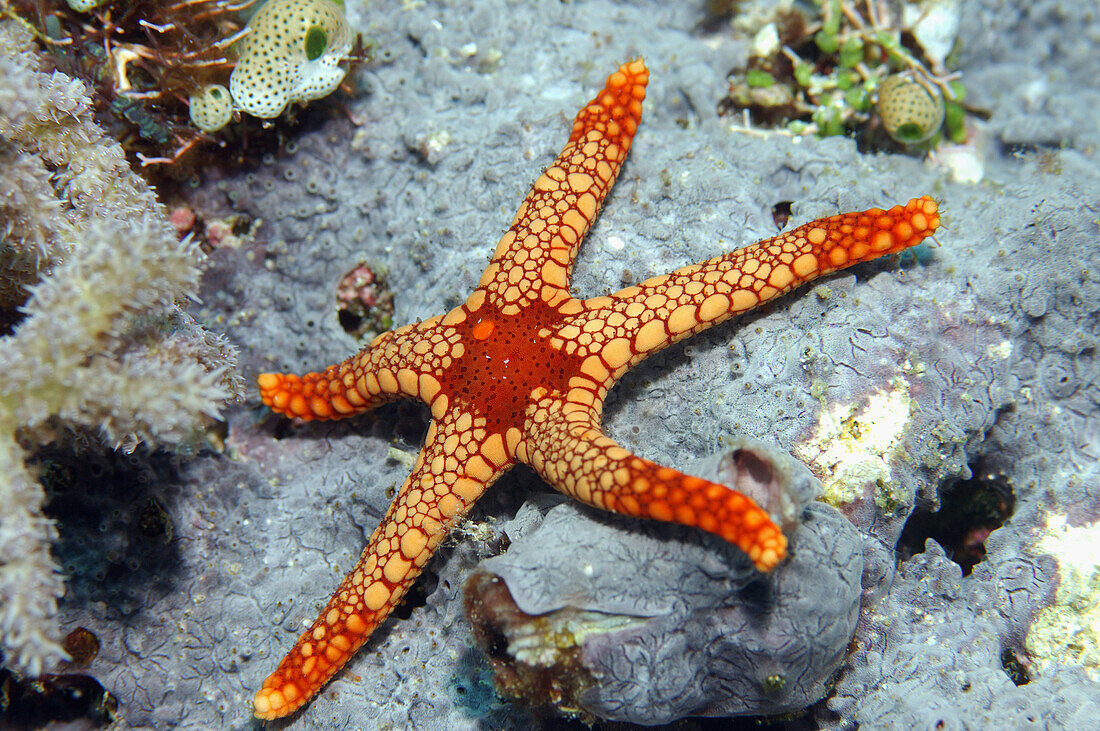 A common star-fish of the Fromia sp. found on many coral reefs.