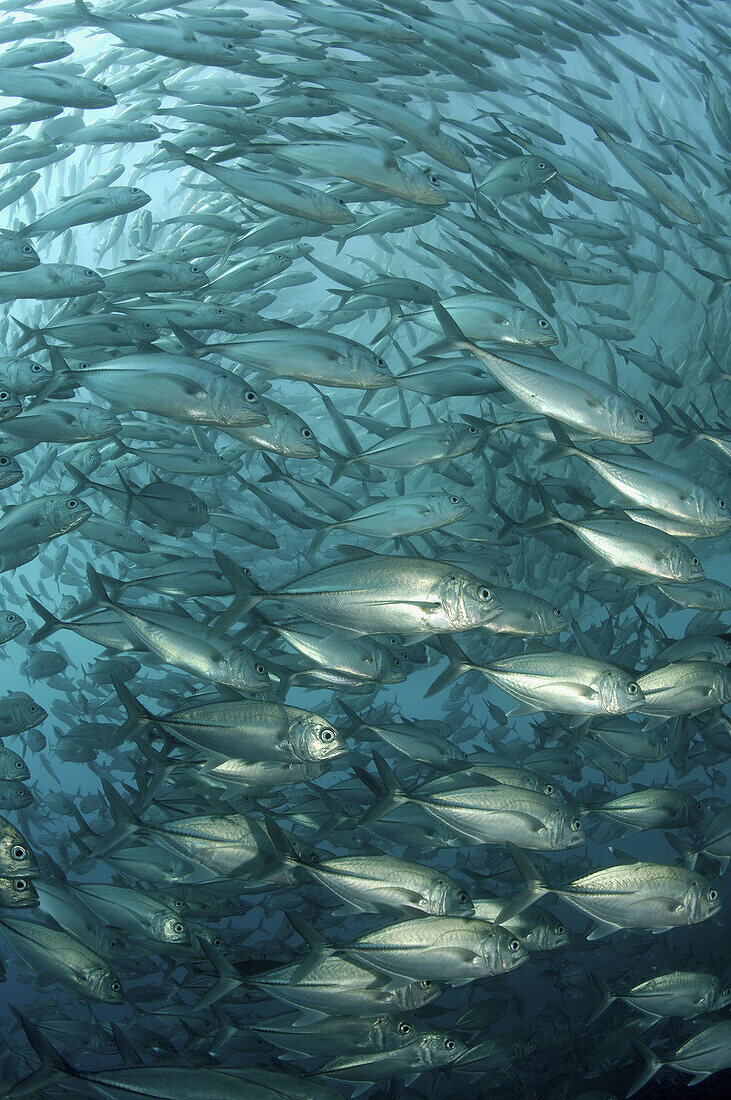 These big eye trevally (Caranx sexfasciatus) are often found in large circling shoals, location, Bali, on wreck of SS Liberty.