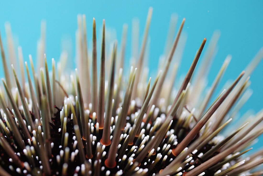 Kina sea urchin spines (Evechinus chloroticus). Maroro Bay. Poor Knights Islands. New Zealand. South Pacific Ocean.
