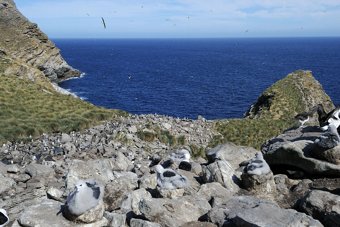 Black-browed Albatross (Diomedea melanophris) colony. West Point Island, Falkland Islands.