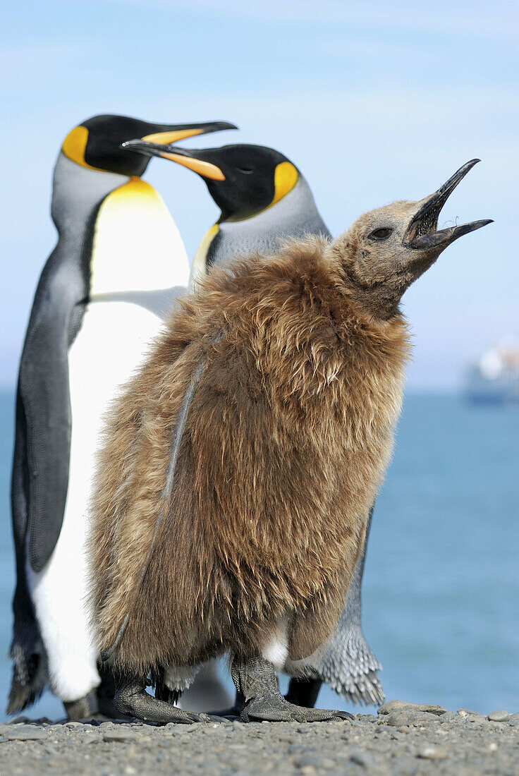 King penguin adults and chick (Aptenodytes patagonicus). Gold Harbour, South Georgia.