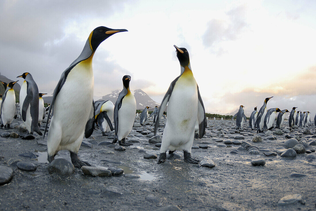 King penguin colony (Aptenodytes patagonicus). Salisbury Plain, South Georgia.